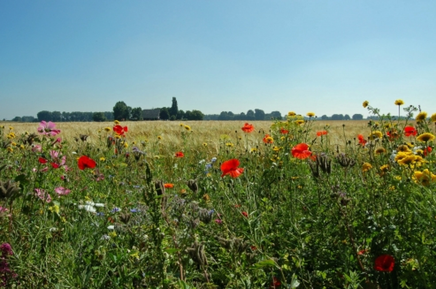 ‘flower-rich field margins enhance biodiversity’ - Photo: Lilian Pruissen