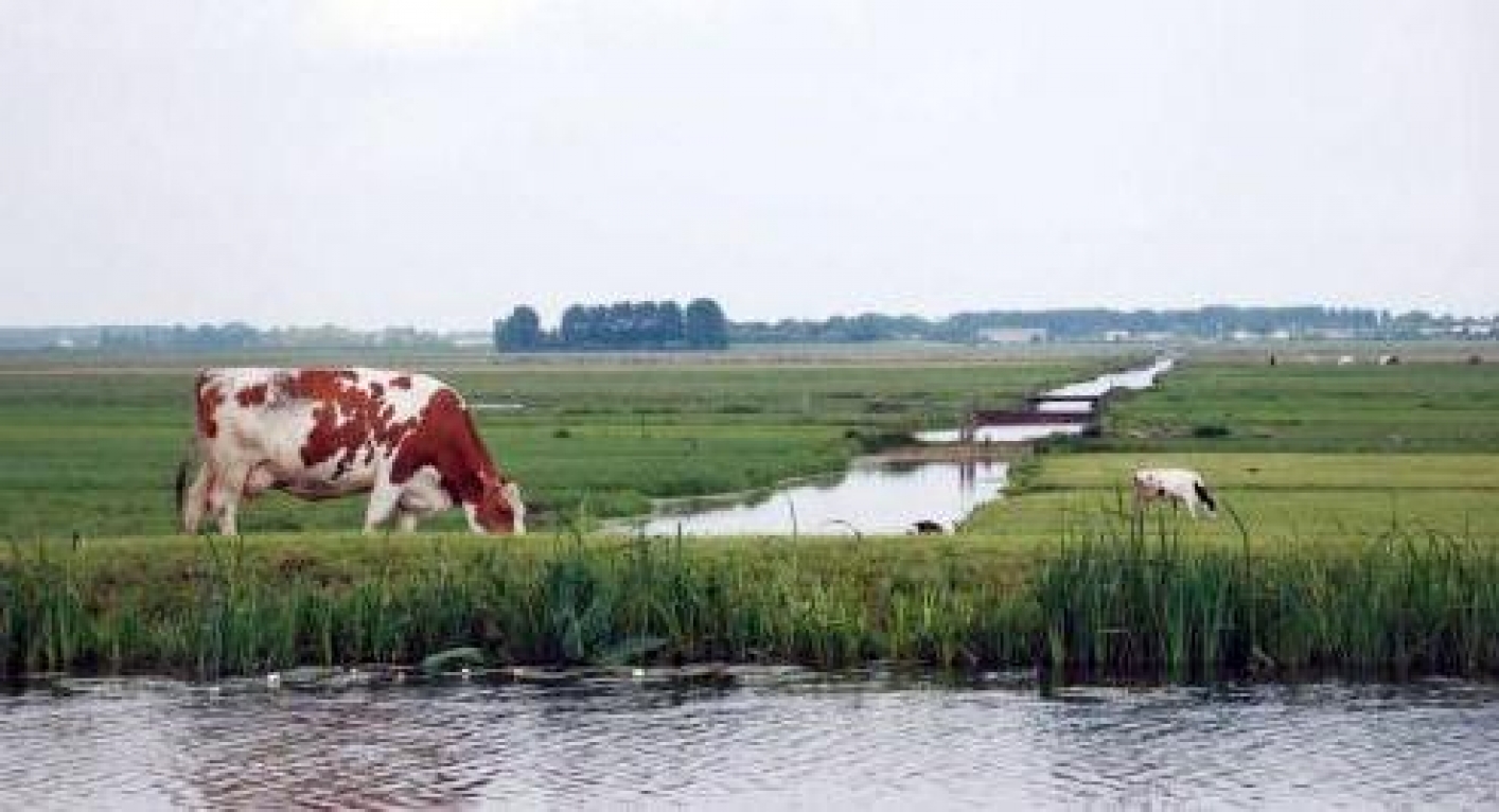 Photo cow in typically Dutch landscape